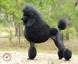 Poodle Standard 9C99D-05